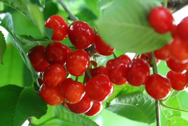 五一假期快来农业园摘蓝莓,五一快来摘草莓了