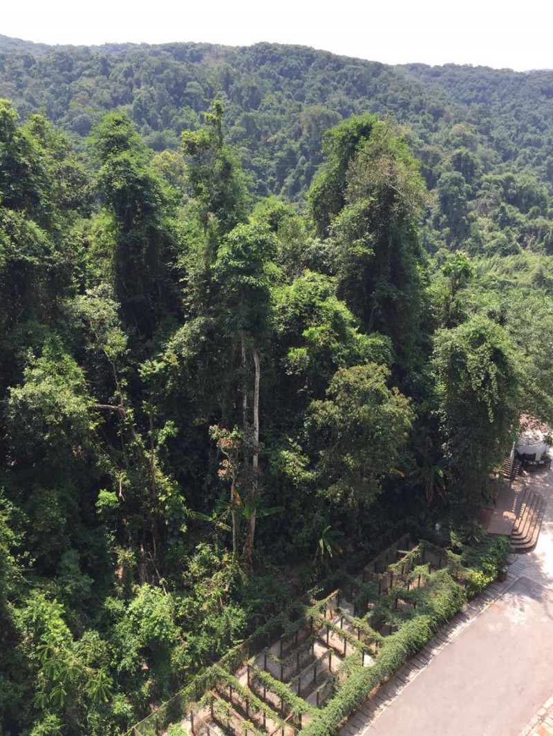 擎天柱云南,中国珍稀植物望天树