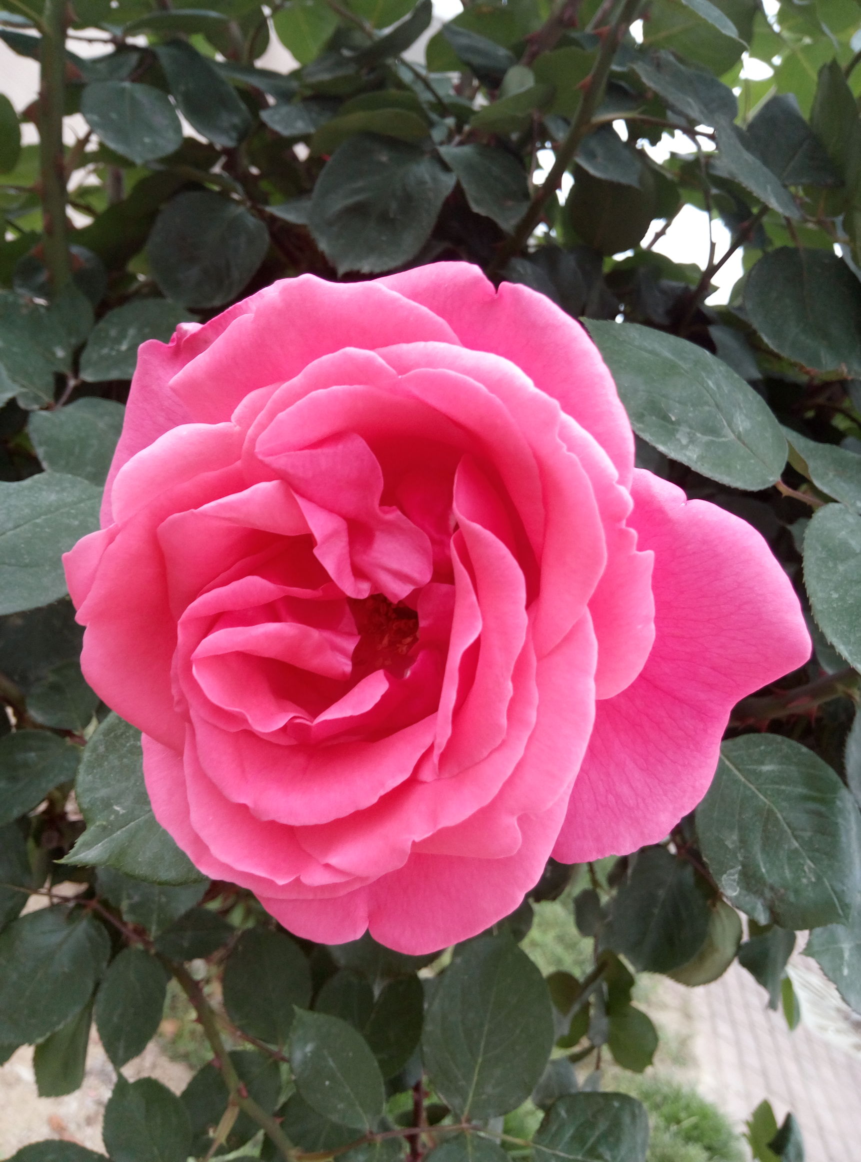 五一赏月季花来宛城,南阳月季大观园五一