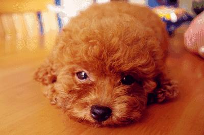 细谈“万骑王”泰迪——骑遍天下万物，一骑定乾坤！