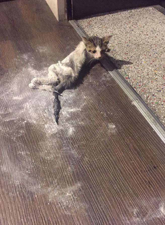 幼猫全被胶粘住了怎么办,猫粘到了粘鼠板怎么把猫弄出来