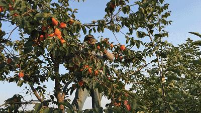 糖心柿饼软糯香甜,正宗富平流心柿饼黄色小包装