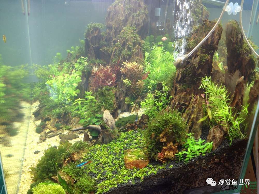 谦虚的新人晒一晒1米缸，“建缸”VS45天后（内涵多张细节图和详解！）