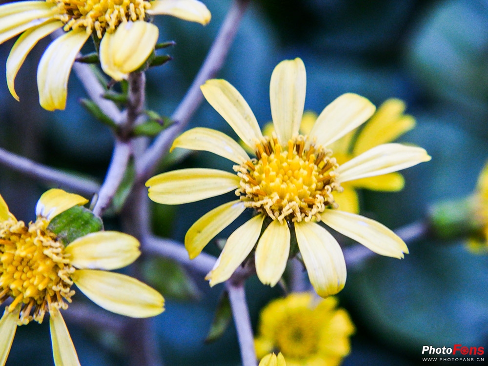 小蚁微单M1怎么样,小蚁m1微单没有实时预览
