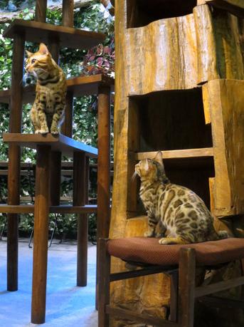 令人不禁着迷的豹纹魅力！日本首间“豹猫咖啡厅”人气开张