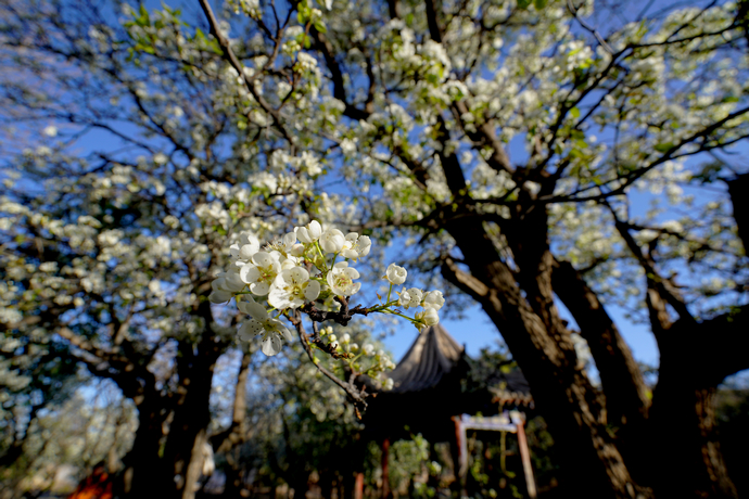 醉美四月天翻唱,醉美贵德