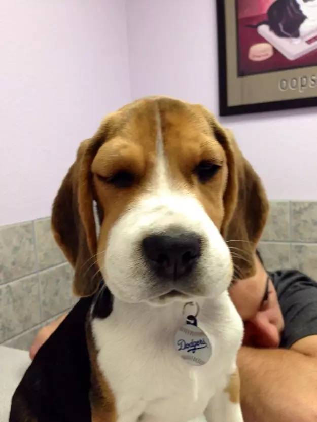 被蜜蜂蛰了的狗狗让人心疼又好笑,最近网上爆火的被蜜蜂蛰了的狗狗