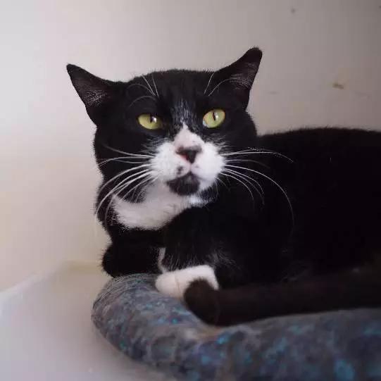 上海领养猫公益,上海领养狗狗店