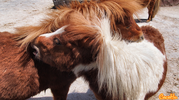 中南百草原景区动物园,中南百草原景区动物