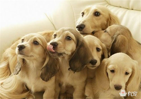 养宠物也要讲究卫生,养宠物也要看缘分