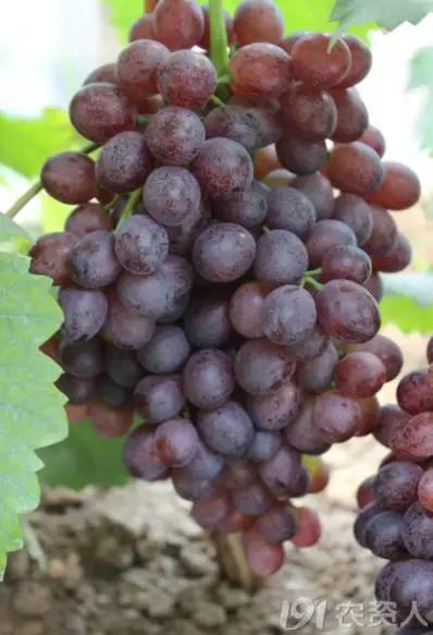 葡萄大小粒的原因及治疗方法,治葡萄大小粒的药