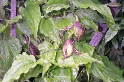 中药百部灭虱怎么用,中药杀虫大全