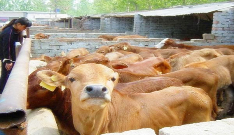 哺乳期的犊牛为什么拉绿色粪便,犊牛腹泻发病率死亡率