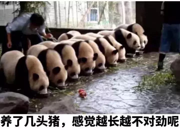 怎么养出亲人的荷兰猪,怎么样才能养出乖的荷兰猪