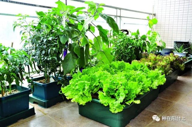 阳台的蔬菜长腻虫怎么办,盆栽蔬菜长虫了怎么办