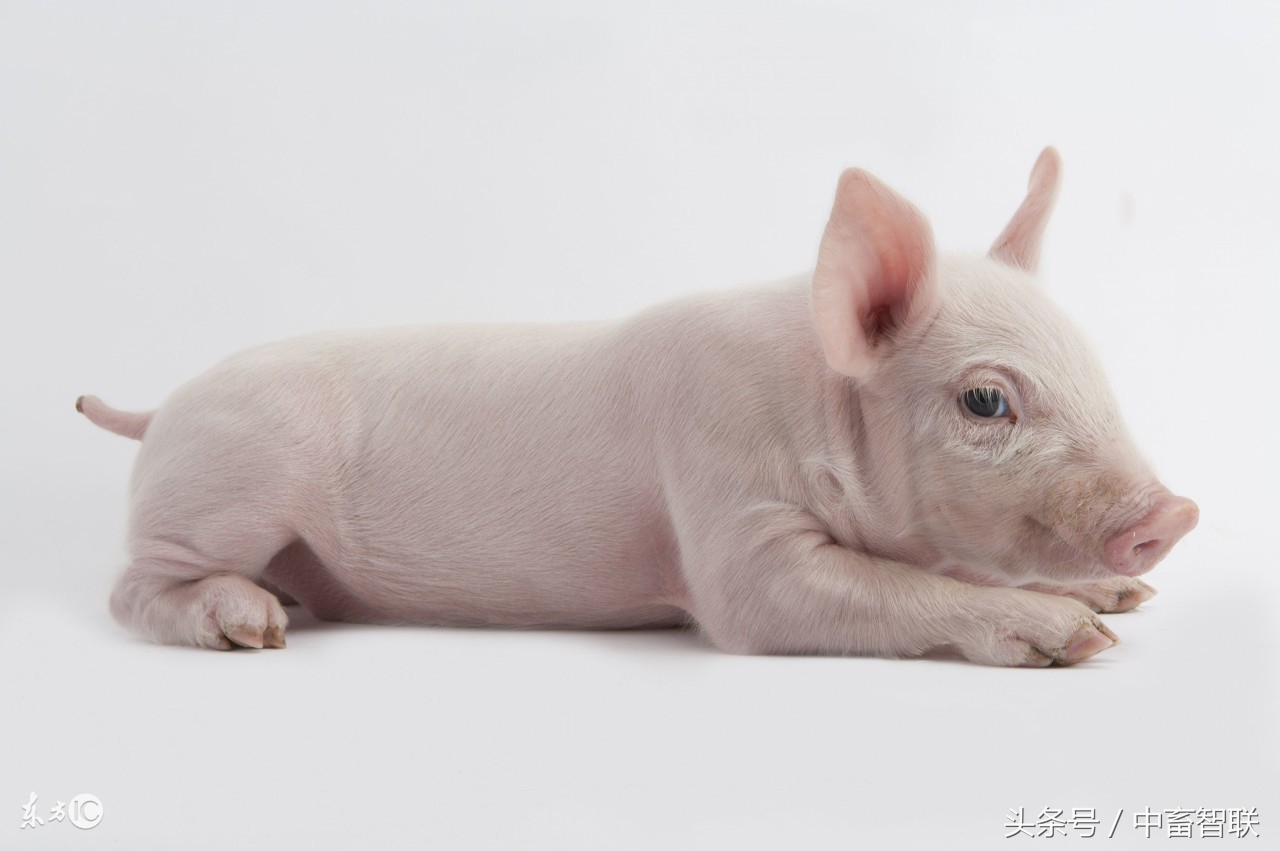 如何防治猪传染性胸膜肺炎？与猪肺疫和猪喘气病的区分在哪？
