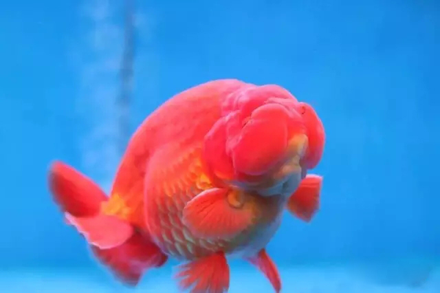 什么样的狮子头金鱼是精品,金鱼中的虎头和狮子头有什么区别