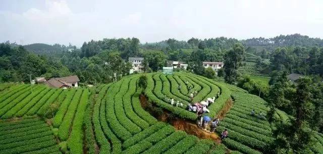 犍为县喜报,犍为近十年变化