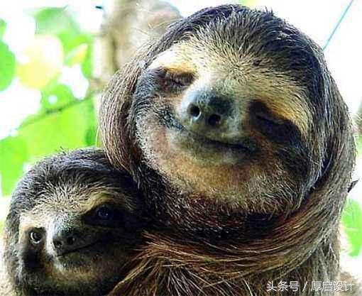 树懒君，论懒惰谁又比得过你？树懒休闲咖啡厅品牌包装设计