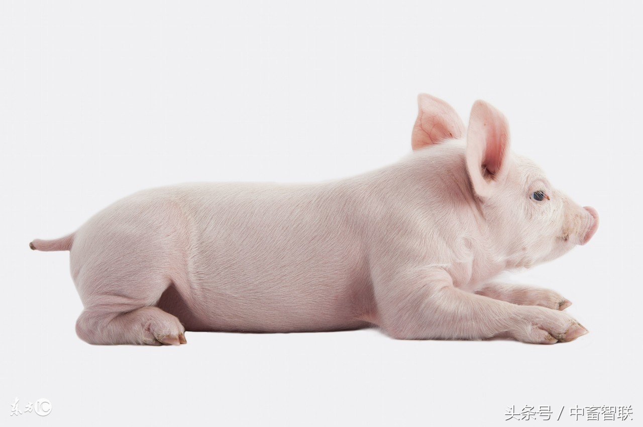 如何防治猪传染性胸膜肺炎？与猪肺疫和猪喘气病的区分在哪？