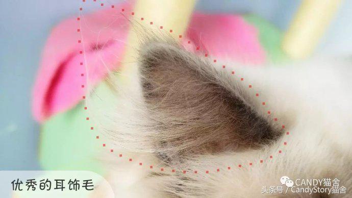 选猫需要问哪些问题,选猫英短重点