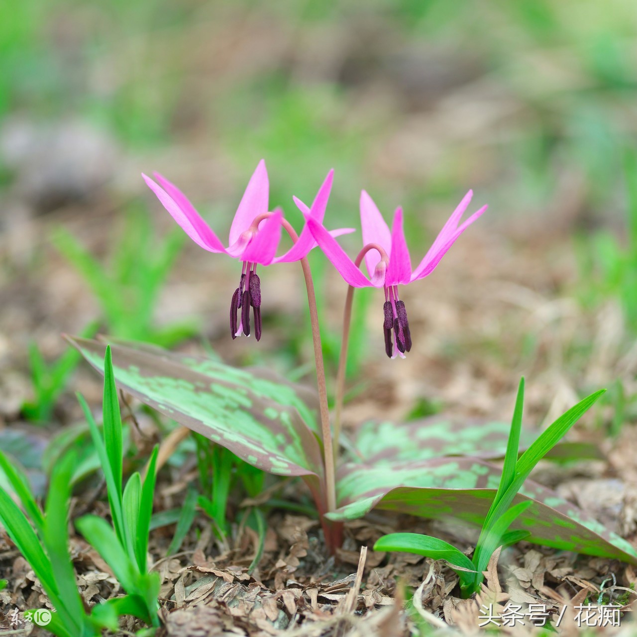 猪牙花的样子 (最漂亮的猪牙花)