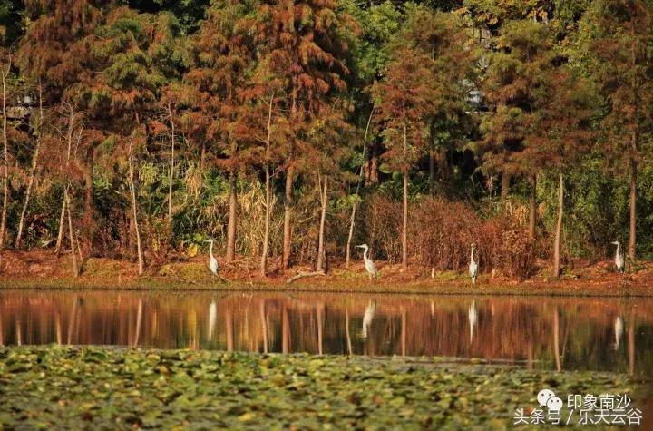 元旦南沙去哪里玩,南沙黄山鲁森林公园游玩攻略