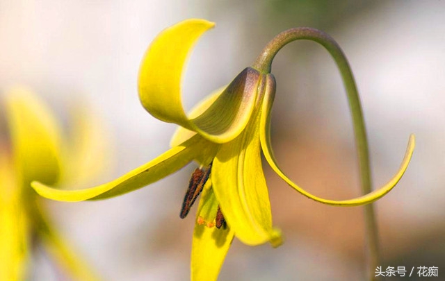 猪牙花的样子 (最漂亮的猪牙花)