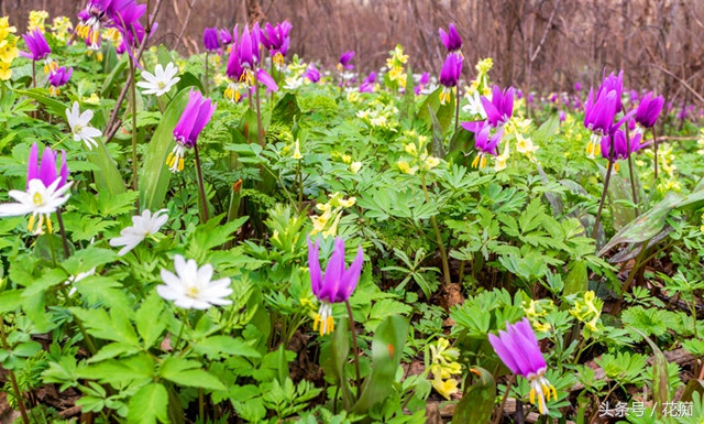 猪牙花的样子 (最漂亮的猪牙花)