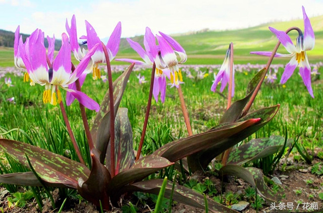比蝴蝶兰好养活的花,跟蝴蝶兰一样能长期开的花有哪些