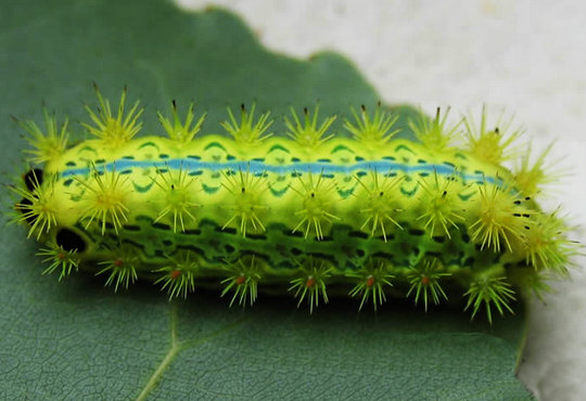 农村有一种叫“洋辣子”的妖孽，你知道被蛰后应该先做什么吗？