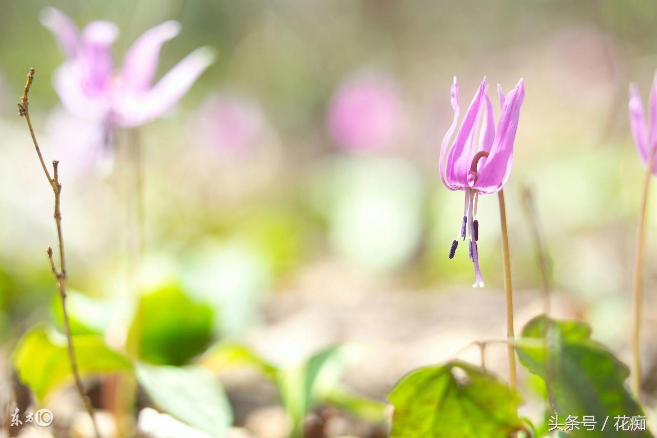 比蝴蝶兰好养活的花,跟蝴蝶兰一样能长期开的花有哪些