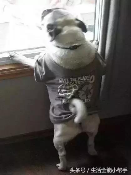 旧衣服怎么给狗狗做小衣服,夏天旧衣服给狗狗做衣服教程