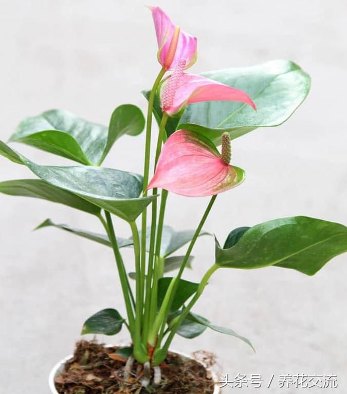 净化室内空气的十大盆栽,适合净化空气好养的绿植