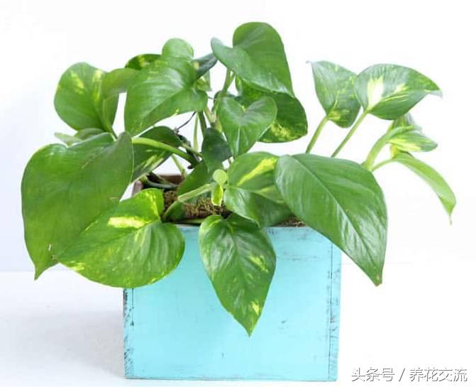 净化室内空气的十大盆栽,适合净化空气好养的绿植