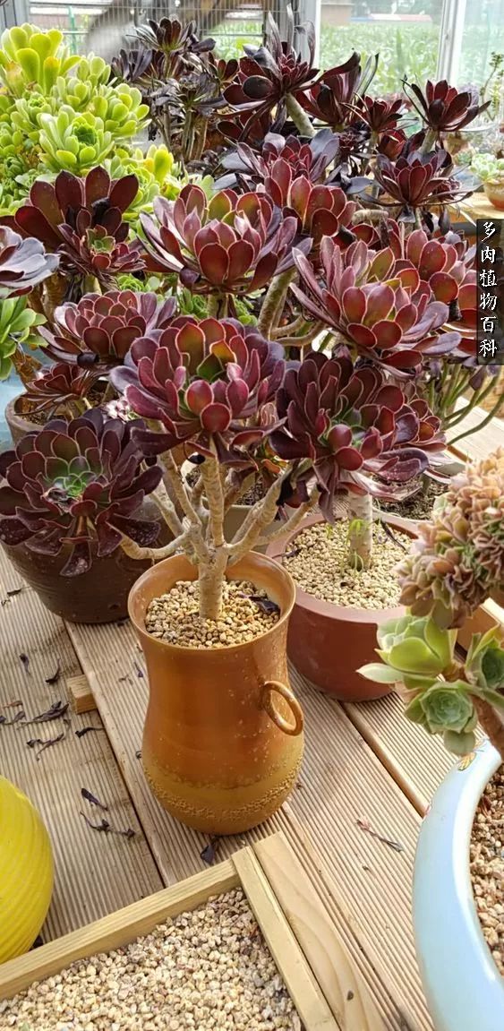 什么元素可以促进多肉生长,多肉修根喷除菌药