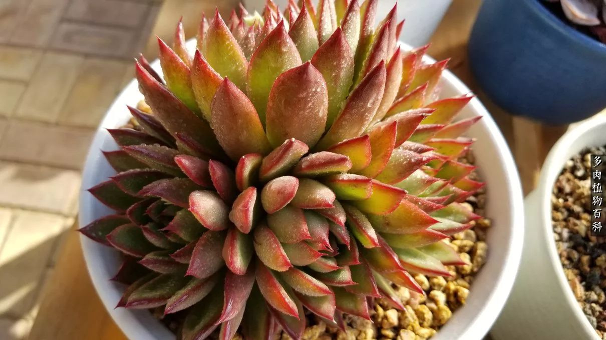 什么元素可以促进多肉生长,多肉修根喷除菌药