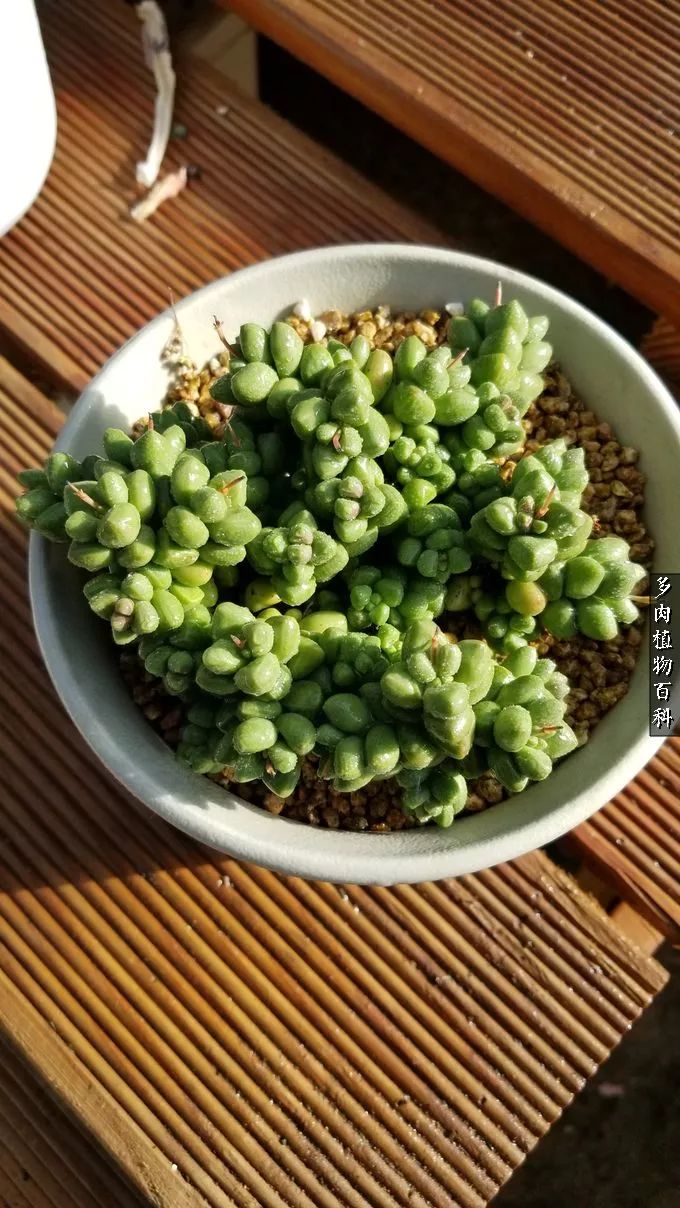 什么元素可以促进多肉生长,多肉修根喷除菌药