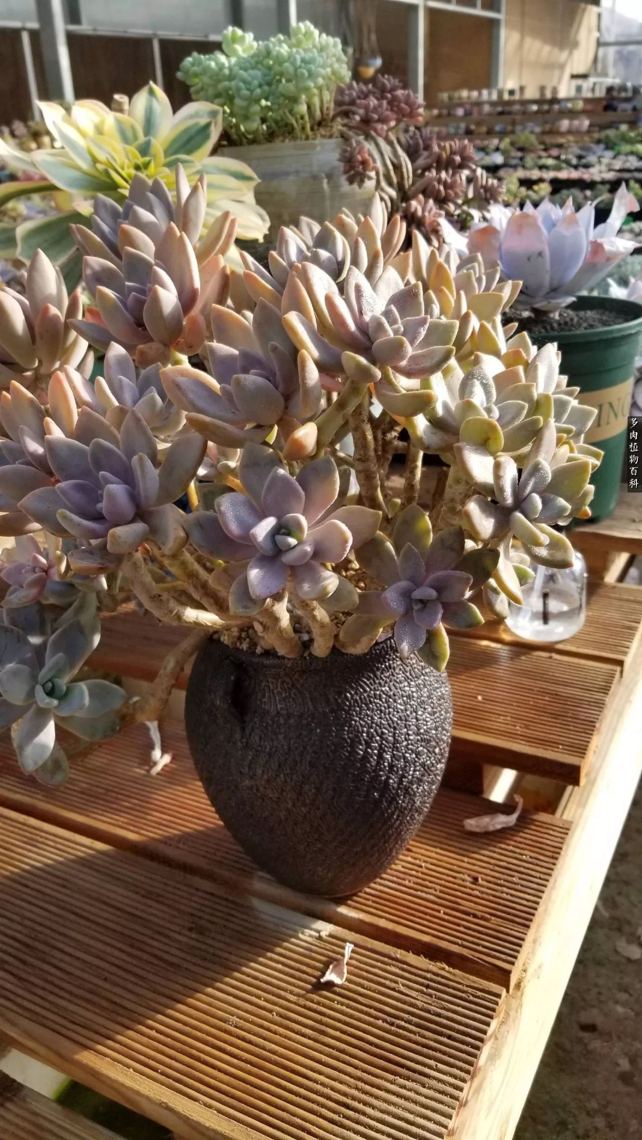 什么元素可以促进多肉生长,多肉修根喷除菌药