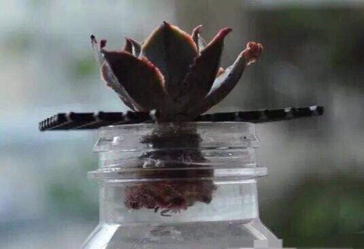 没忍住网购多肉老桩，这样做顺利生根服盆