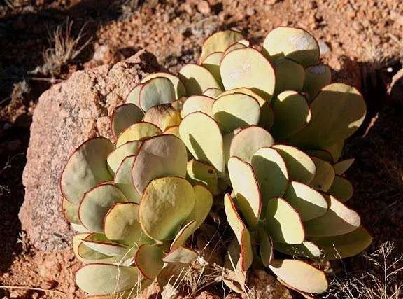 多肉植物有毒品种图片大全及名称,家庭养的多肉致癌吗