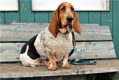 巴吉度犬饲养方法,巴吉度饲养