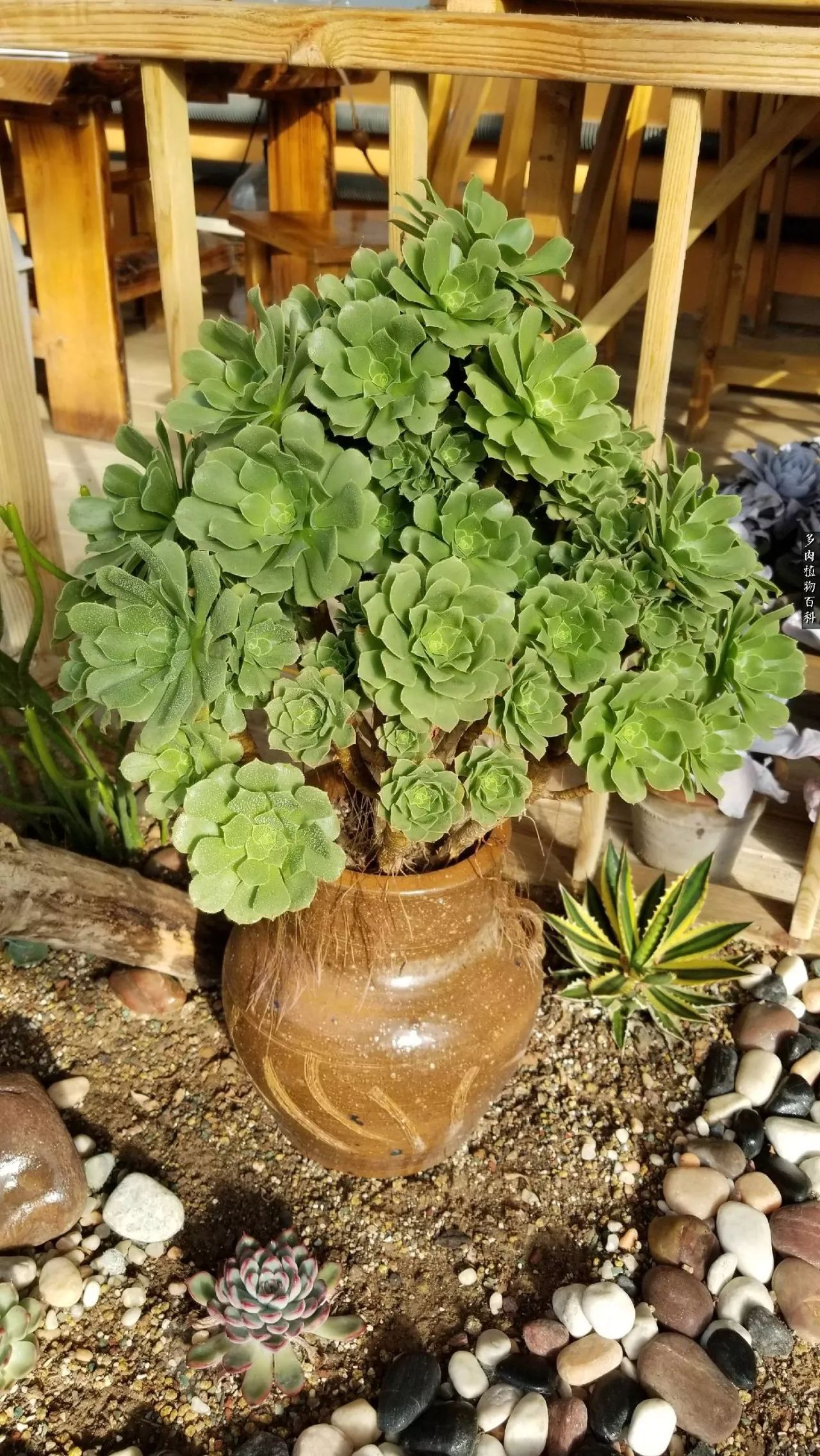 什么元素可以促进多肉生长,多肉修根喷除菌药