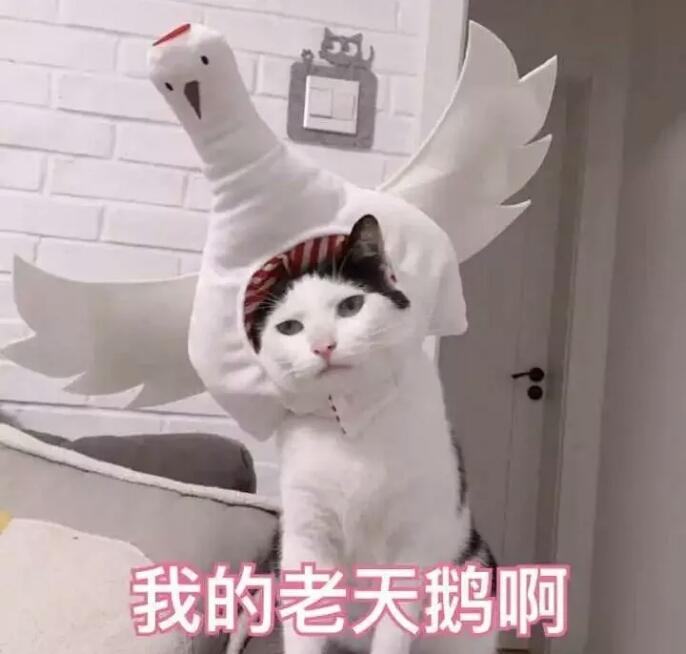 gucci和ysl有什么共同点,gucci狗年限定