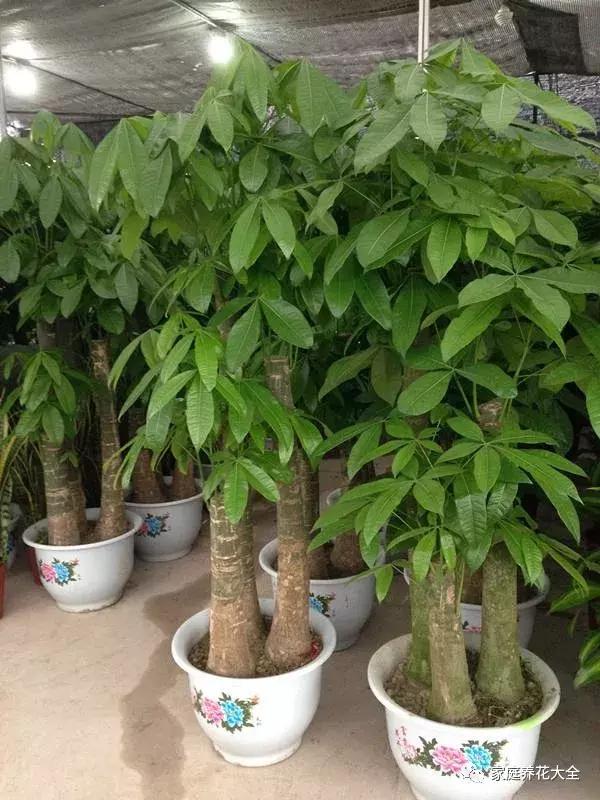 绿萝发财树发黄最快处理方法,发财树绿萝冬天叶子枯萎挽救方法