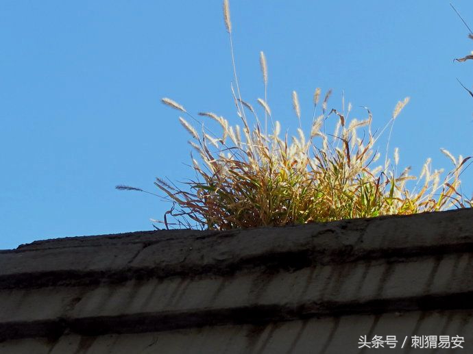 曼联球迷一句话,曼联死忠球迷视频