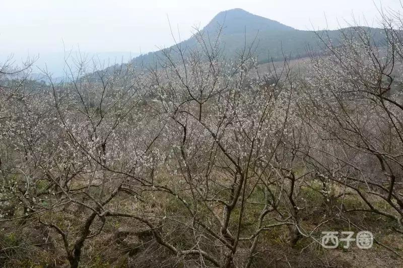 2024年梁化梅园看梅花时间,梁化梅花今年开了吗