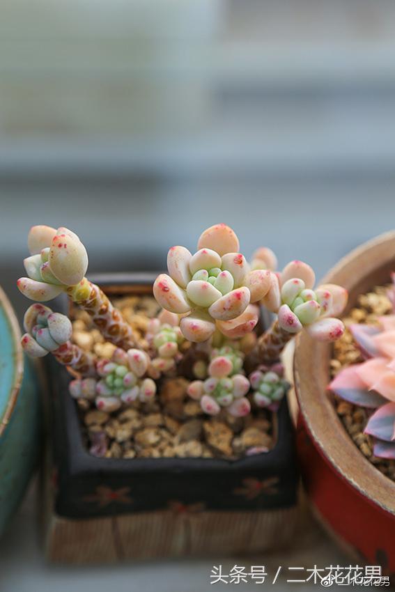 阳光房建设,怎样建造阳光房