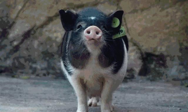 深圳游玩攻略一日游推荐,深圳一日游旅游攻略景点推荐