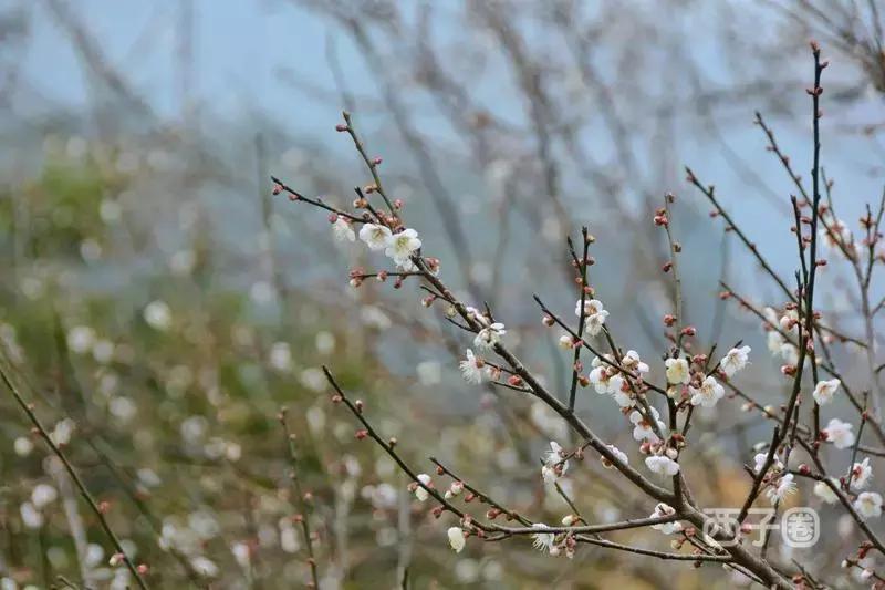 2024年梁化梅园看梅花时间,梁化梅花今年开了吗